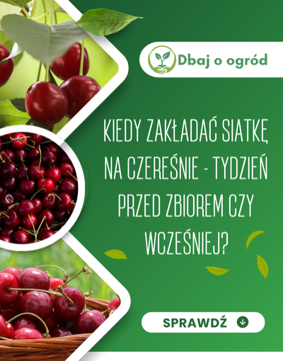 Kiedy zakładać siatkę na czereśnie - tydzień przed zbiorem czy wcześniej?