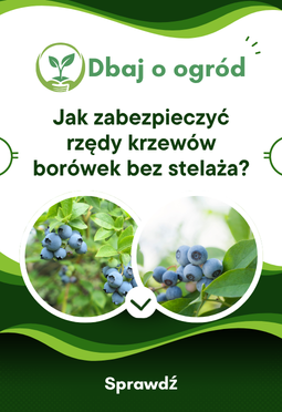 Jak zabezpieczyć rzędy krzewów borówek bez stelaża?